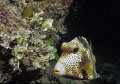 Spotted trunkfish, night snorkel. Nikonos V.