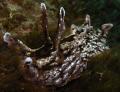 black sea hare,Aplsyia vaccaria.  santa barbra islan. northern channel islands, California