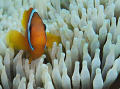 anemonefish sp. in anemone.