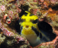 Talking blenny