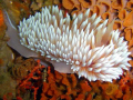Silver Nudibranch, taken at Scotsman Reef in Port Elizabeth. ISO100 1/40 f2.8