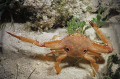 Ocellate swimming crab directing traffic. Graham's Harbor, San Salvador. Night shot.