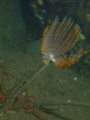 Peacock Worm in Loch Fyne, Scotland