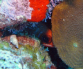 peek-a-boo....this squirell fish was trying to hide from me....
Sea-and-Sea DX-1G with Dual Strobes