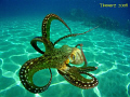 Day Octopus out for a swim.  i took this photo @ Honokawai Beach, in Maui, Hi.  i used a Olympus 710 stylus w/ 20mm lens.  no strobe, just the camera's flash.  got lucky on this one.