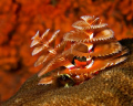 Candy Cane - Image taken in bonaire with a Nikon D100, 105mm lens, Aquatica hiusing, and Ikelite strobes. 