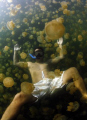 Jellyfish Waterbed