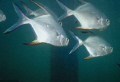 Circling Palometa...they say they are attracted to bubbles, but I was breath-hold diving. Graham's Harbor, San Salvador island.