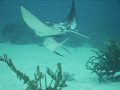 Bonaire  Dutch Antilles  -   Eagle Ray with a special friend
The tail is very unique being about 5 feet long and the last foot or so is bent about 20 degrees, I thought it was broke until I swam along 3 others and got to know them