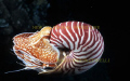 Nautilus pompilius.
Taken at LIFOU island, New Caledonia, in night dive.
Very rare prehistorycal animal who lives very deep, so i had a chance to meet it