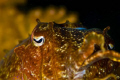 Cuttlefish, This is a shot I took one day in Manila channel, one of the best dive sites you can dive from Sabang, Mindoro