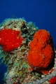 Tiny Red Frogfish off the coast of Curacao.