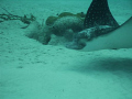 This Eagle Ray has a very unique face and it looks like it was smiling at me for this hard to get angle as they are very shy.  Taken in Bonaire.