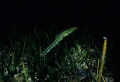 Curious bluespotted cornetfish. Night shot, Graham's Harbor, San Salvador.