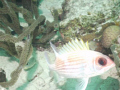 I really like the Squirrelfish but mywife says that his eyes are ugly!   I just call him walleye.  Taken in Bonaire.