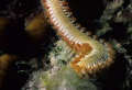 Bearded fireworm. Graham's Harbor, San Salvador.