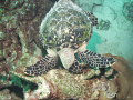 Hawksbill Turtle looking for some plants to eat in the Angel City dive site in Bonaire.