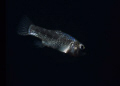 Cave pupfish - Lighthouse Cave on San Salvador island.