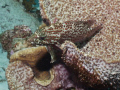 Scorpionfish-can you see me??  Larry's Lair, Bonaire