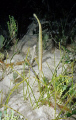 Juvenile trumpetfish...probably 8 inches in length. Graham's Harbor, San Salvador island.