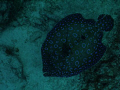 Dazzling Peacock Flounder near the Salt City Dive site in Bonaire.