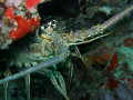 This is a carribean spiny lobster peaking around a piece of coral.