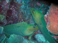 Parents-saw a baby eel swimming close to them