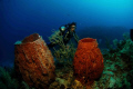 Diver with sponges