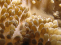 Sun anenome shrimp living on a sun anemone at the Corinthian in St. Kitts.