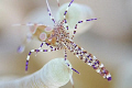 Pederson Shrimp Eyes, Cozumel, Mexico, Spring Break