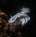 Chromodoris willani, Anilao, Philippines