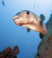 Porcupine fish above the Corinthian in St. Kitts