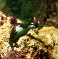 Nembrotha rutilans, Anilao, Philippines