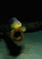 Juvenile Damselfish in the Tobago Cays.
Taken at dusk, while free-diving with Olympus 7070 and Inon Z240 strobe.