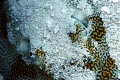 The eyes of a Ray.  Southern Sting Ray eyes and gills.