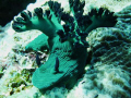 Nembrotha milleri, Anilao, Philippines