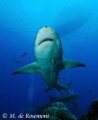 Unusual shot of a lemon shark's belly. D50/12-24mm (Borabora)