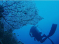 A sea fan at Ras Nasrani, taken with Olympus Mu500 using natural light