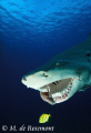 Quite a challenge to get the jaw of a lemon shark. So I had to throw a piece of fish to get it open. Thanks to Blanchette, my favorite lemon shark. D50/12-24mm (Borabora Island)