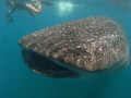Whale shark (Rhincodon typus) in Donsol