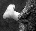 Metridium (White Plume Anenome) & Sea Star - Monterey, California