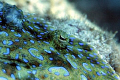 Flounder eye in Cozumel, taken with Canon EOS30D with 100 mm 2.8 lens, taken by my dive buddy Walt Hill.