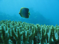 Butterflyfish caught off guard swimming over some plate coral