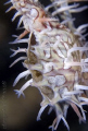 Male Ghost pipefish pouch.