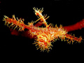 I found this Ornate ghost pipefish when I'm dive in Pos 2 - Menjangan Island (Bali)