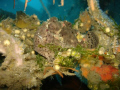 Frogfish in Dumaguete, Philippines