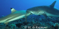 Amazing! A grey reef shark bitting a black tip shark. D50/12-24mm one strobe (Borabora).