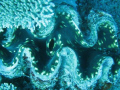 giant clam