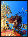 Spectacular Lionfish
Red Sea, Ras Zathar, Sharm el Sheik, Ras Mohammed
Canon Digital Ixus 700 and his case Canon WP-DC70 