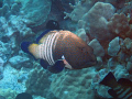 Peacock Grouper (Kona, Hawai'i)